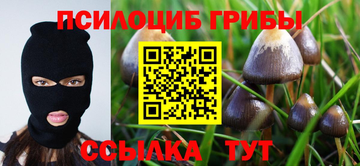 Галлюциногенные грибы Psilocybe Ртищево